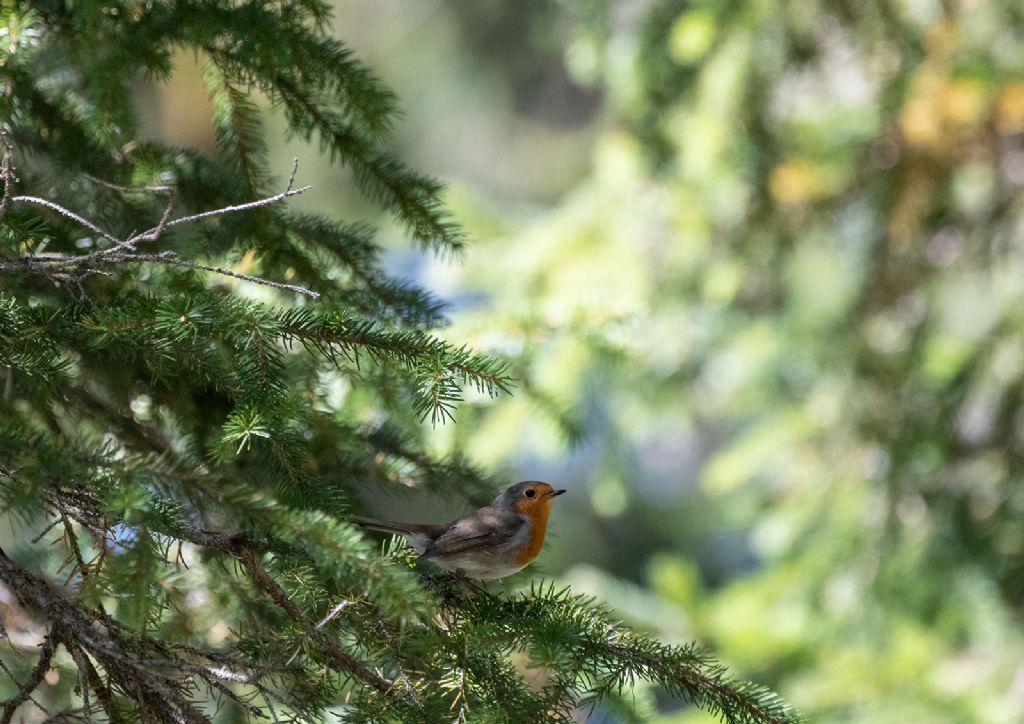 Pettirosso (Erithacus rubecula)